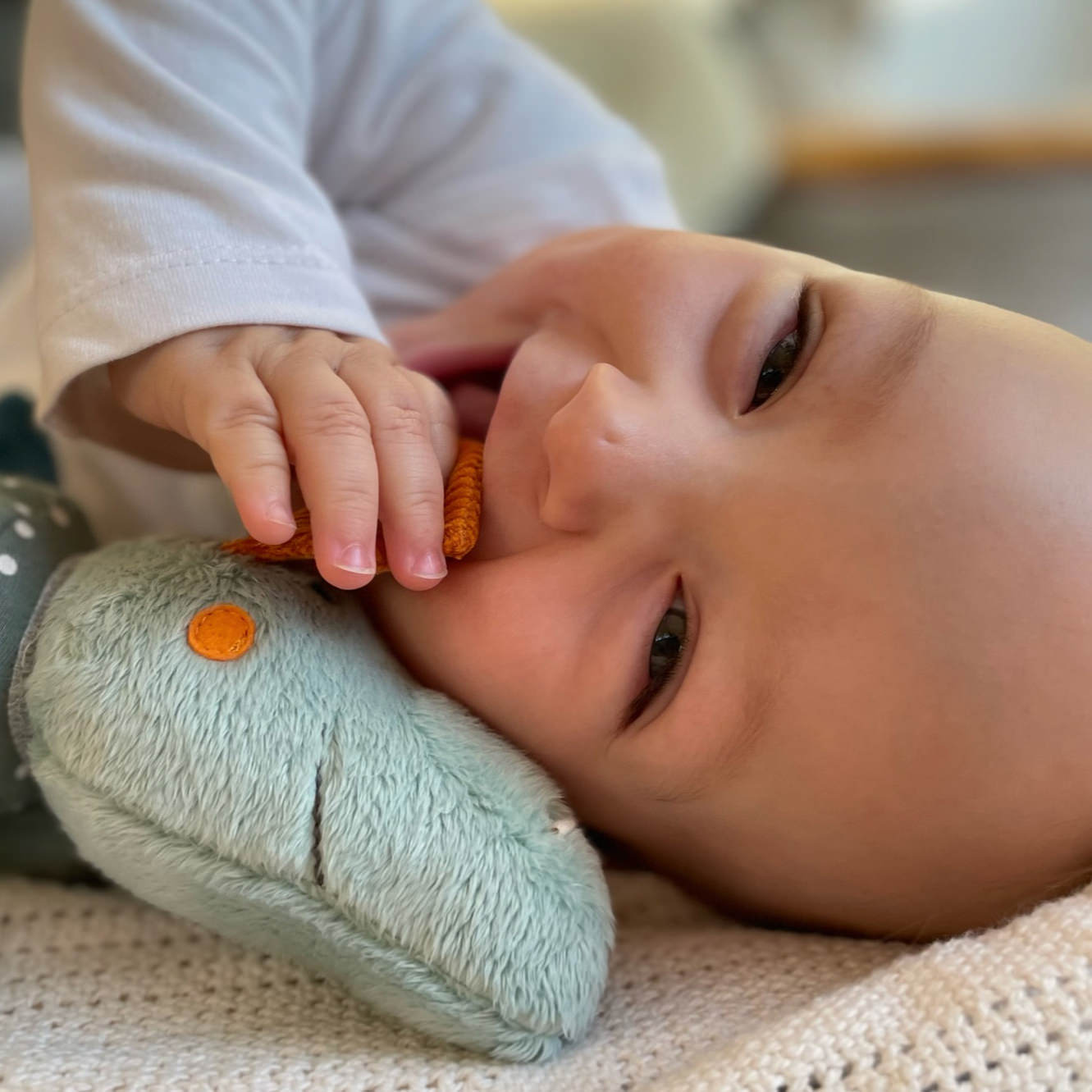 Baby Aktiv Klettdrache Baby Aktiv Klettdrache